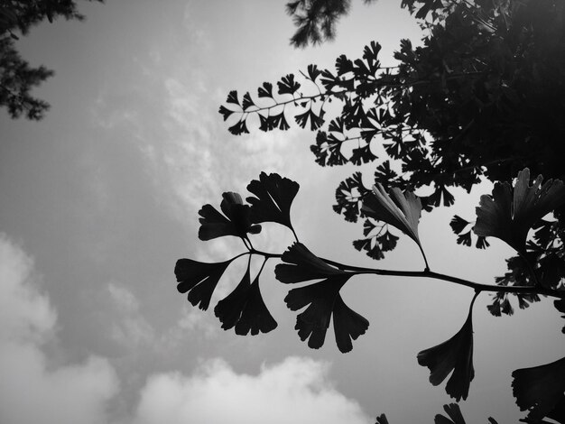 Photo low angle view of trees against sky