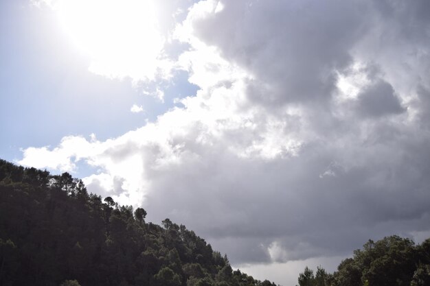 Low angle view of trees against sky