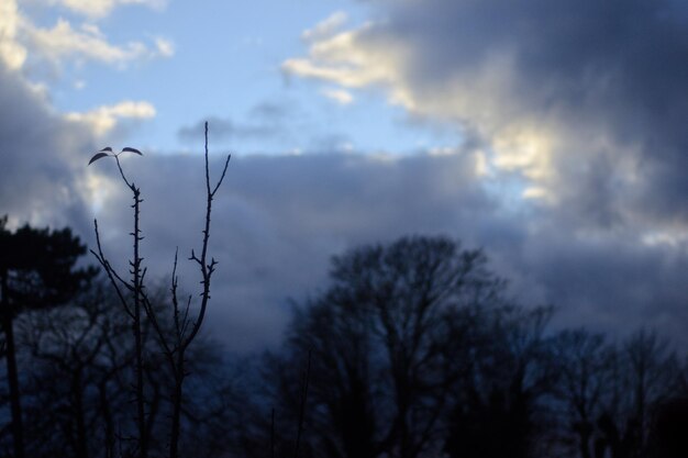 Low angle view of trees against sky