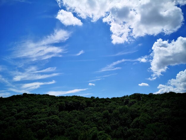 Low angle view of trees against sky