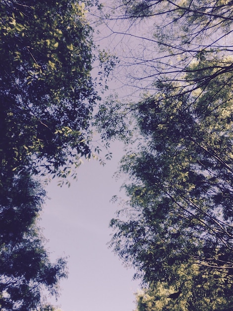 Foto vista ad angolo basso degli alberi contro il cielo