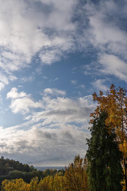 Foto vista ad angolo basso degli alberi contro il cielo