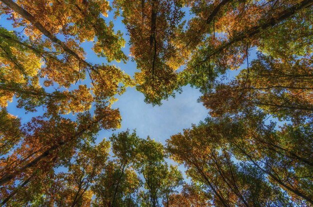 Photo low angle view of trees against sky