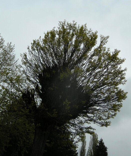 Low angle view of trees against sky