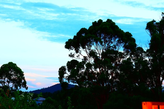 Low angle view of trees against sky