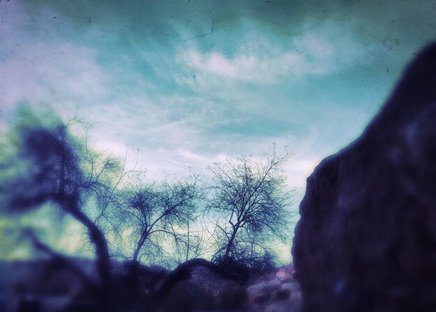 Photo low angle view of trees against sky