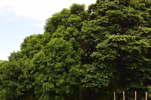 Foto vista ad angolo basso degli alberi contro il cielo