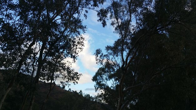 Low angle view of trees against sky