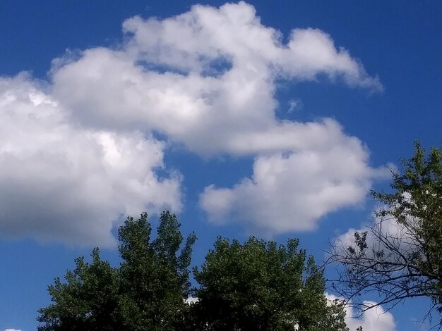 Low angle view of trees against sky