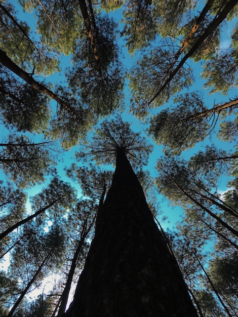 Foto vista ad angolo basso degli alberi contro il cielo