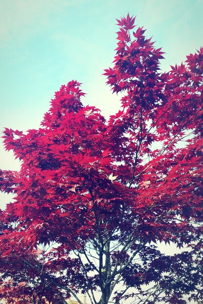 Foto vista ad angolo basso degli alberi contro il cielo