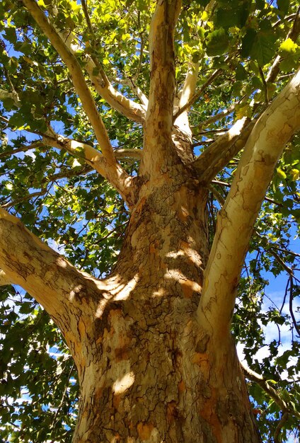 Foto vista ad angolo basso degli alberi contro il cielo