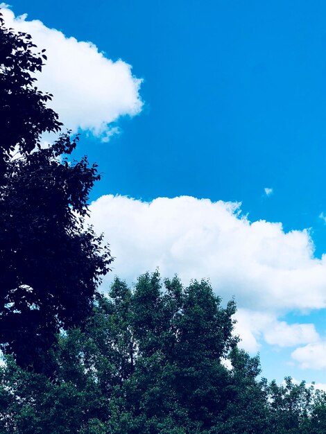 Low angle view of trees against sky