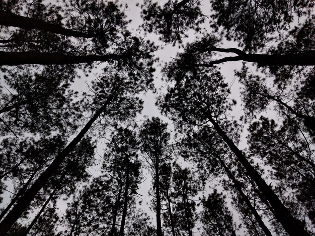 Foto vista ad angolo basso degli alberi contro il cielo