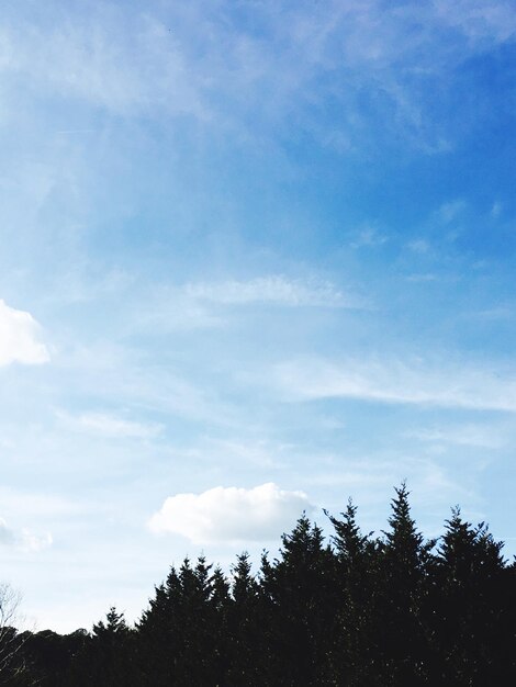 Low angle view of trees against sky