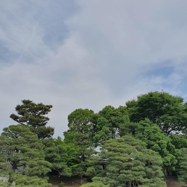 Low angle view of trees against sky