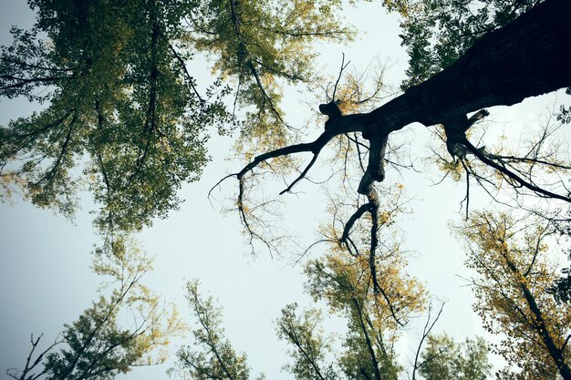 Foto vista ad angolo basso degli alberi contro il cielo