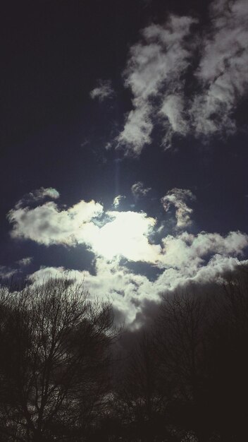 Low angle view of trees against sky