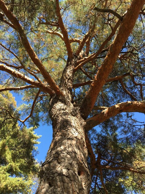 Foto vista ad angolo basso degli alberi contro il cielo