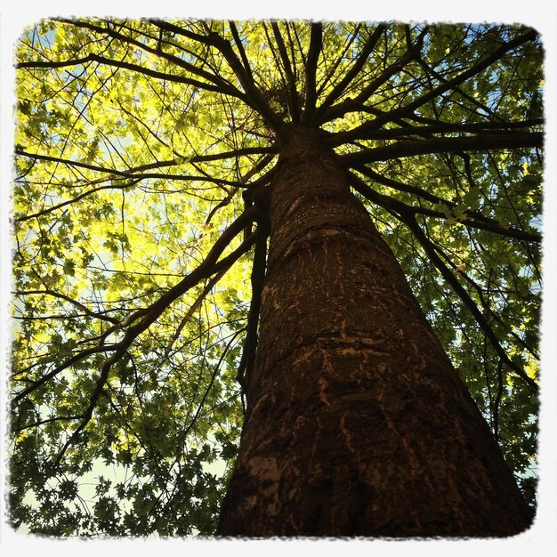 Foto vista ad angolo basso degli alberi contro il cielo