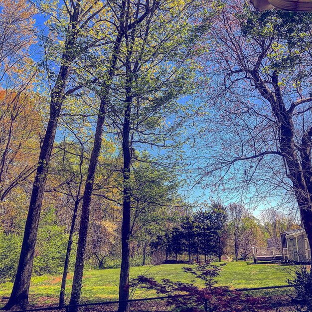 Photo low angle view of trees against sky