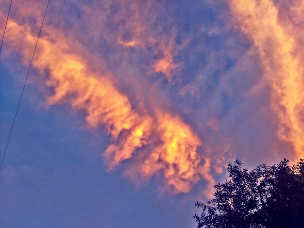 Low angle view of trees against sky