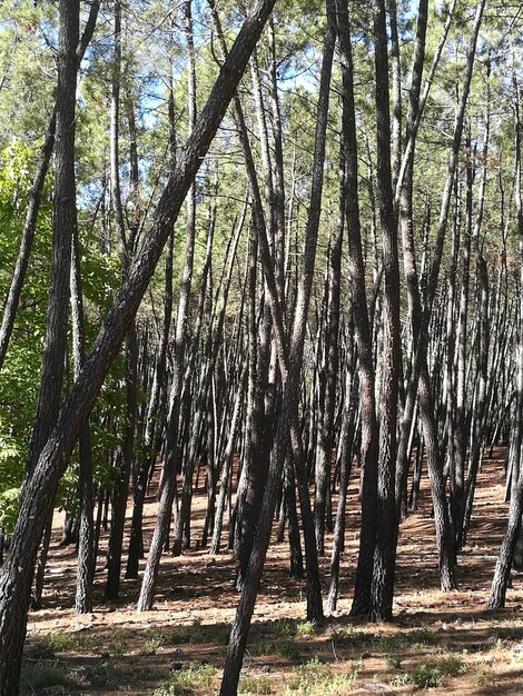 Low angle view of trees against sky