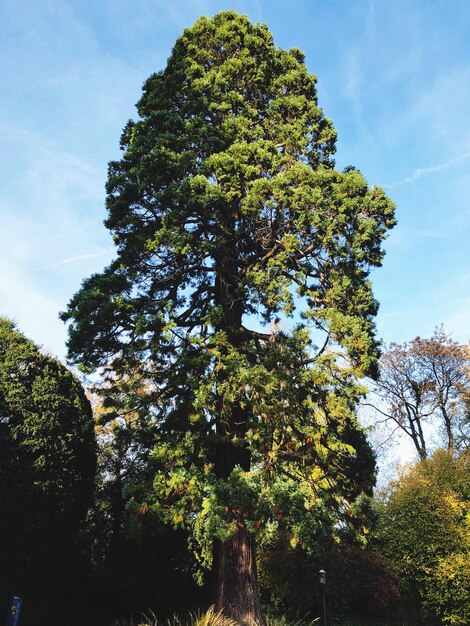 Low angle view of trees against sky