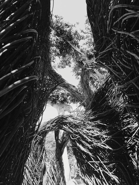 Low angle view of trees against sky