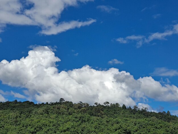 Low angle view of trees against sky