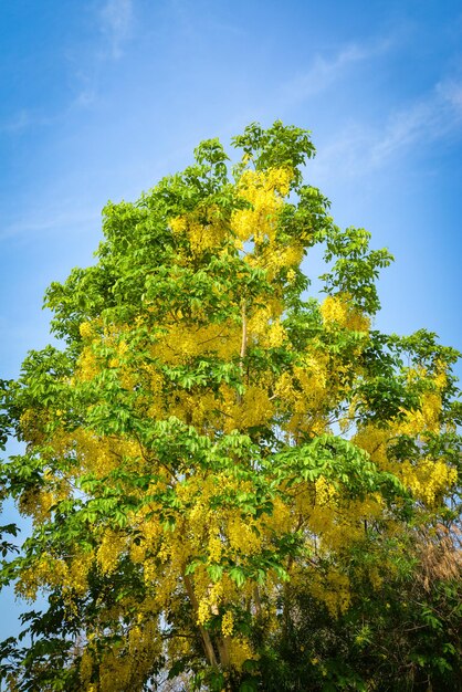 Photo low angle view of trees against sky