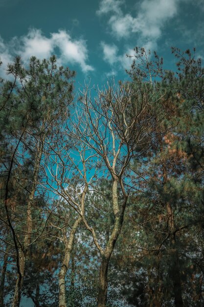 Low angle view of trees against sky