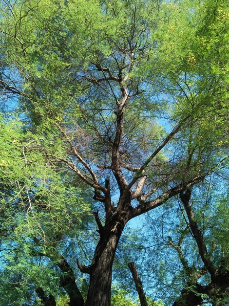 Low angle view of trees against sky