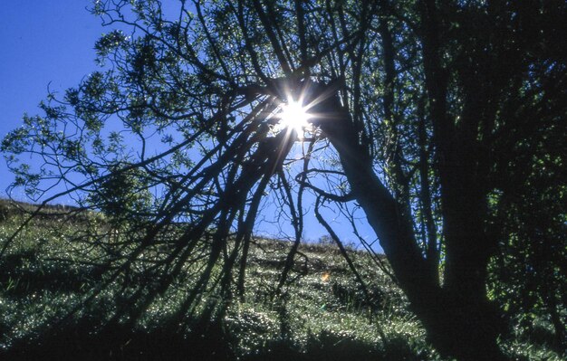 Low angle view of trees against sky