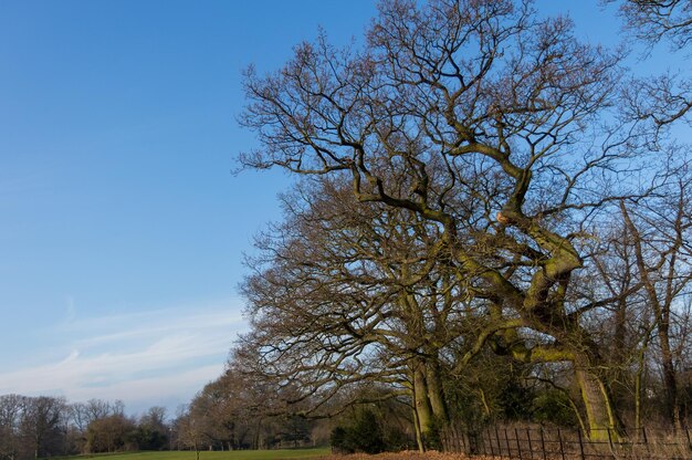 Low angle view of trees against sky