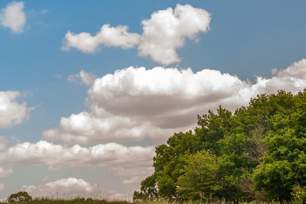 Low angle view of trees against sky