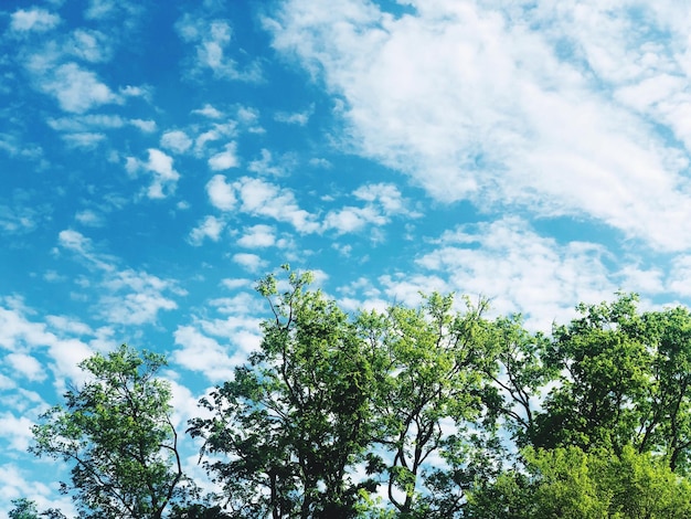 Photo low angle view of trees against sky