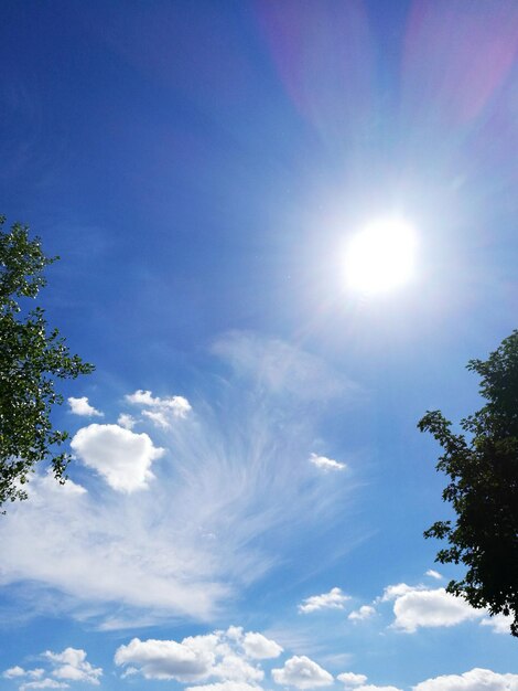 Photo low angle view of trees against sky