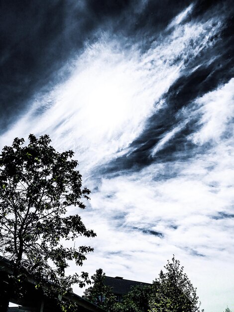 Low angle view of trees against sky