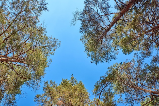 空に照らされた木の低角度の景色