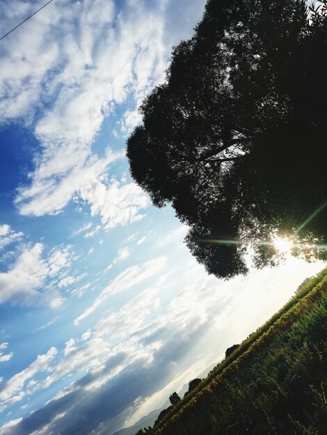 Low angle view of trees against sky