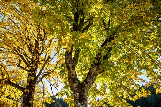 Low angle view of trees against sky