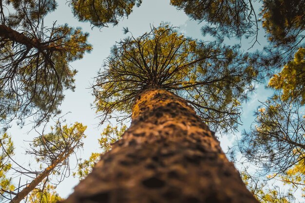 Photo low angle view of trees against sky