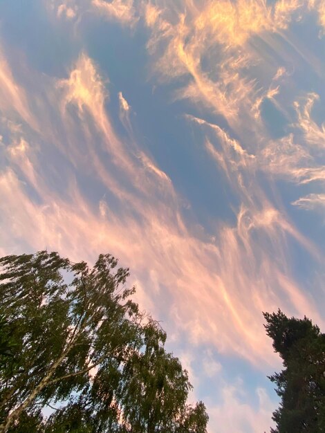 Low angle view of trees against sky