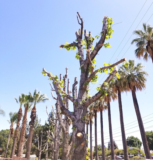 Foto vista ad angolo basso degli alberi contro il cielo