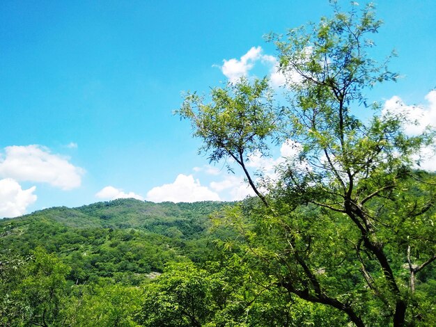 Low angle view of trees against sky