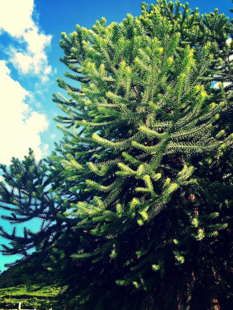 Low angle view of trees against sky