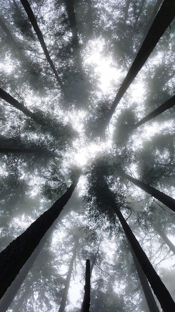 Foto vista ad angolo basso degli alberi contro il cielo