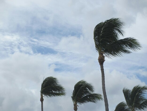 Photo low angle view of trees against sky