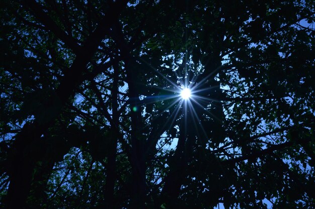 Foto vista ad angolo basso degli alberi contro il cielo